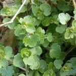 Veronica hederifolia Feuille