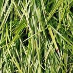Liriope spicata Leaf