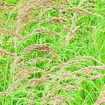 Calamagrostis canescens Blüte