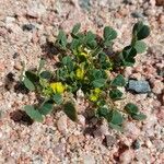 Trigonella stellata Leaf