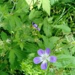 Geranium sylvaticumFlor