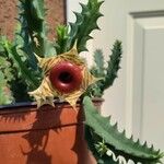 Huernia zebrina Flower