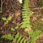 Cystopteris bulbifera Pokrój