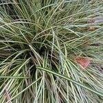 Carex ornithopoda Blad