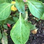 Impatiens flaccida Leaf