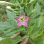 Nicotiana tabacum 花