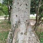 Sterculia apetala Bark