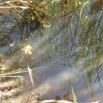 Utricularia stellaris Συνήθη χαρακτηριστικά
