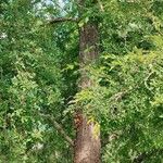 Nothofagus obliqua Hábito