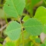 Medicago truncatula Blad