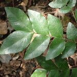 Gilletiodendron kisantuense Leaf