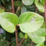 Mitchella repens Leaf