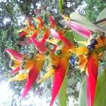 Heliconia farinosa Virág