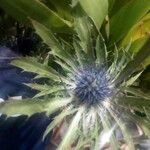Eryngium spinalba 花