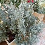 Lavandula dentata Beste bat