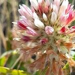 Trifolium vesiculosum Flower