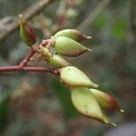 Sorindeia juglandifolia Frukto