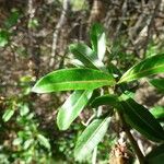 Barleria lupulina Feuille