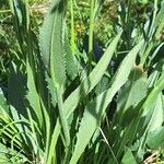 Senecio doronicum Leaf