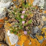 Spergularia rupicola Flower