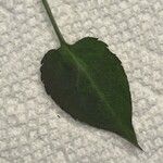 Symphyotrichum cordifolium Fuelha