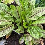 Rumex rugosus Leaf