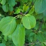 Rhamnus cathartica Feuille