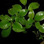 Psychotria parvifolia