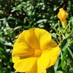 Reinwardtia indica Flower
