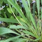 Echinacea pallida Лист