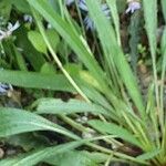 Echinacea pallida Levél
