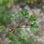 Potentilla puberula Ekosanga