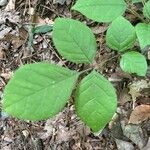 Aralia nudicaulis Φύλλο