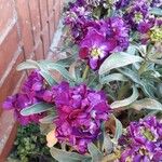 Matthiola incana Blomst