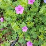 Geranium sanguineumFlor