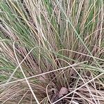 Stipa capillata Bark