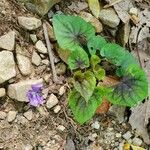 Viola labradorica Leaf