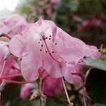 Rhododendron orbiculare Kvet