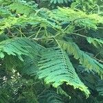 Albizia harveyi Leaf