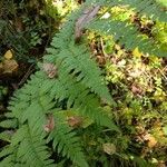 Dryopteris expansa Leaf