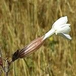 Silene italica Blüte