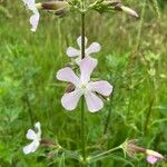 Saponaria officinalisKwiat