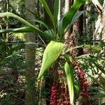 Cordyline indivisa Levél