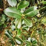 Sideroxylon borbonicum Yaprak