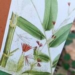 Bambusa vulgaris Други