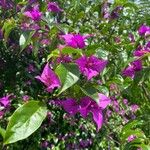 Bougainvillea glabraFlor