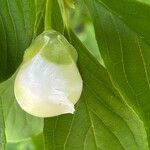 Stewartia pseudocamellia Flor