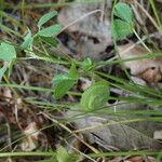 Medicago orbicularis Habitatea