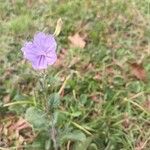 Ruellia ciliatiflora Flower