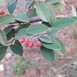 Cotoneaster integerrimus Mbuma